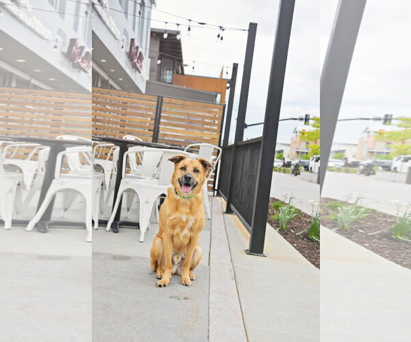 Medium Photo #26 Mutt Puppy For Sale in Sandy, UT, USA