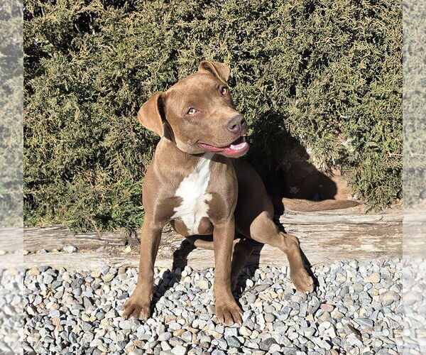 Medium Photo #2 American Staffordshire Terrier Puppy For Sale in Albuquerque, NM, USA