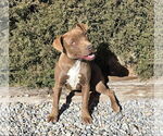 Small #1 American Staffordshire Terrier