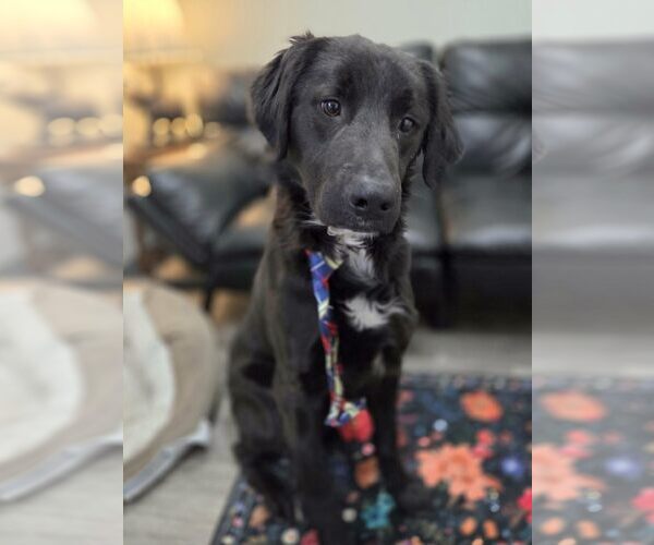 Medium Photo #4 Mutt Puppy For Sale in Anniston, AL, USA