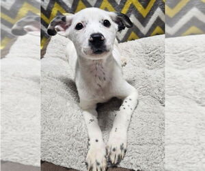 Mutt Dogs for adoption in Lakewood, CO, USA