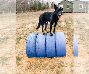 Sargeant - Male German Shepherd Dog Dog for Adoption - Photo #2