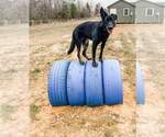 Small #1 German Shepherd Dog