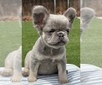 Small #4 French Bulldog
