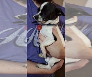 Chihuahua Puppy for sale in LONGVIEW, WA, USA