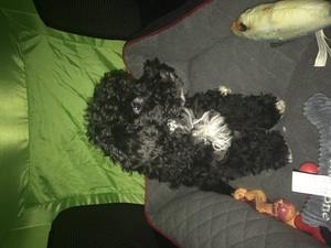 Poodle (Toy) Puppy for sale in MANCHESTER, NH, USA