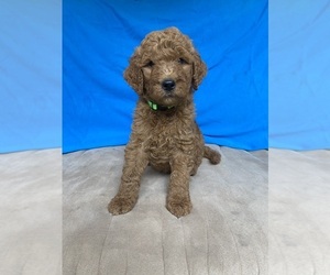 Goldendoodle Puppy for sale in STELLA, MO, USA