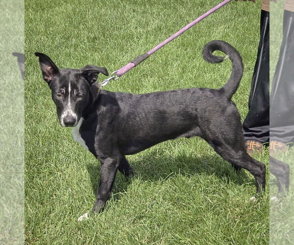 Medium Photo #2 Border Collie-Unknown Mix Puppy For Sale in Huntley, IL, USA