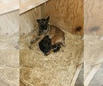 Small Photo #8 Belgian Malinois Puppy For Sale in BATESVILLE, IN, USA