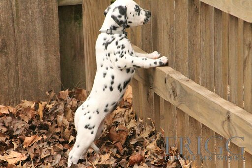 Medium Photo #16 Dalmatian Puppy For Sale in ENID, OK, USA
