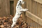 Small Photo #16 Dalmatian Puppy For Sale in ENID, OK, USA