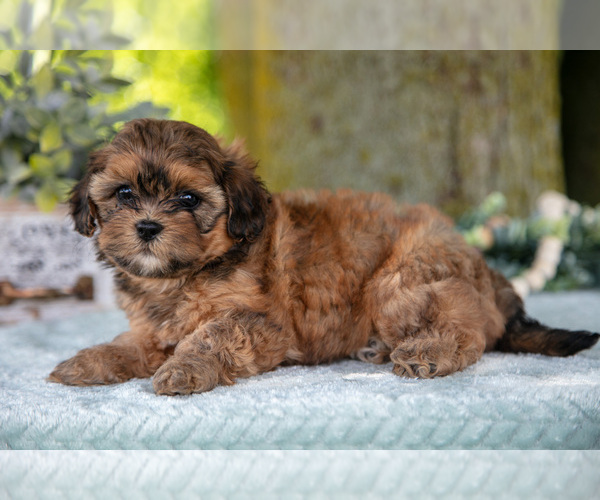 Medium Photo #19 Poodle (Miniature)-ShihPoo Mix Puppy For Sale in SHILOH, OH, USA