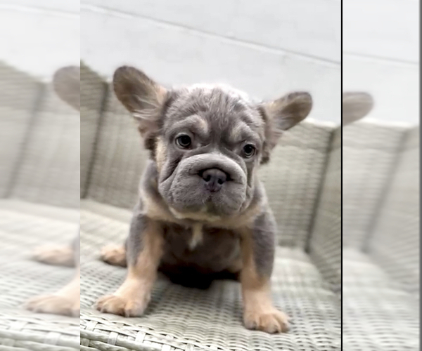 Medium Photo #16 French Bulldog Puppy For Sale in AGOURA HILLS, CA, USA