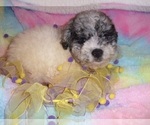 Small #3 Poodle (Toy)-Schnoodle (Miniature) Mix