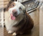 Small #1 Australian Shepherd