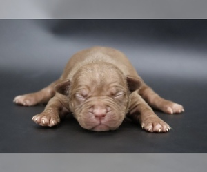 American Bully Puppy for sale in CHAMPAIGN, IL, USA