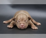 Image preview for Ad Listing. Nickname: ChocoBeast
