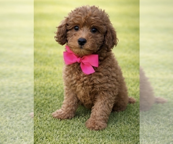Medium Photo #1 Goldendoodle mix (+ Poodle Standard) Puppy For Sale in CHULA VISTA, CA, USA