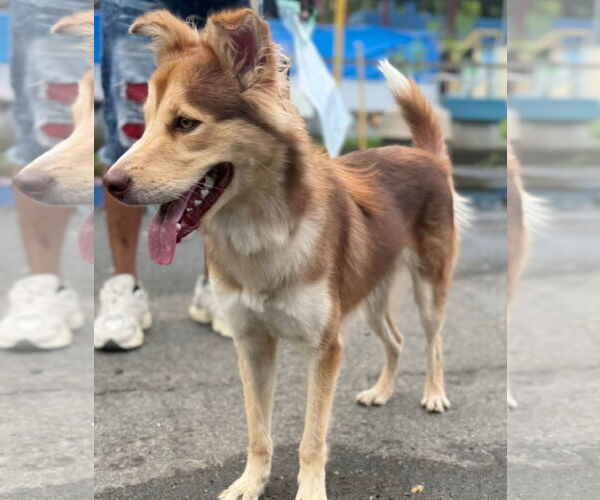 Medium Photo #2 Border Collie-Chihuahua Mix Puppy For Sale in Virginia Beach, VA, USA