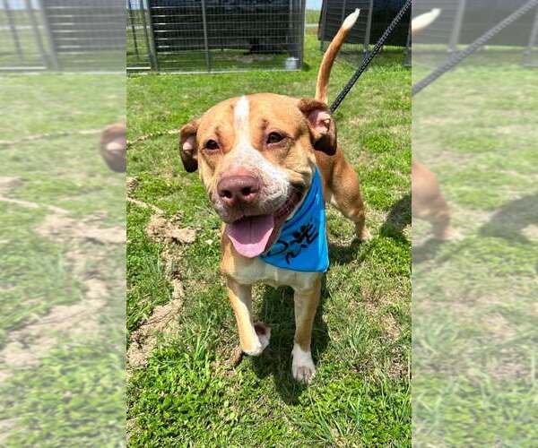 Medium Photo #1 Mutt Puppy For Sale in Abbeville, LA, USA