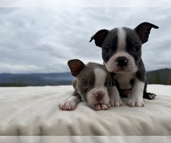 Medium Photo #8 Boston Terrier Puppy For Sale in OROVILLE, CA, USA
