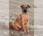 Small #4 Rottweiler Mix