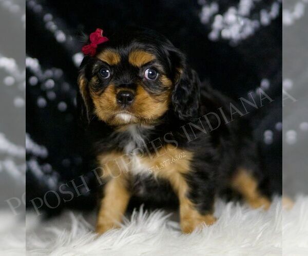 Medium Photo #2 Cavalier King Charles Spaniel Puppy For Sale in WARSAW, IN, USA