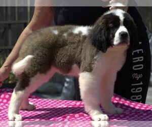 Saint Bernard Puppy for sale in DENVER, CO, USA