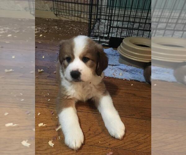 Medium Photo #1 Great Bernese Puppy For Sale in DANVILLE, KY, USA