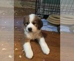 Small Photo #1 Great Bernese Puppy For Sale in DANVILLE, KY, USA