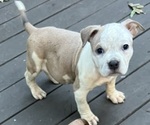 Puppy 2 American Bully