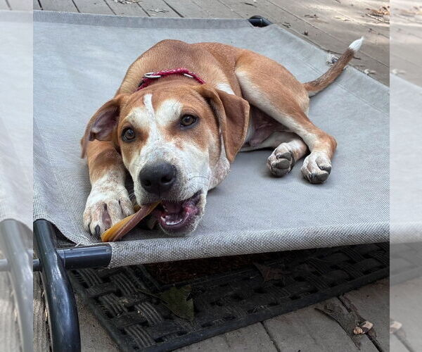 Medium Photo #3 Mutt Puppy For Sale in Chester, VA, USA