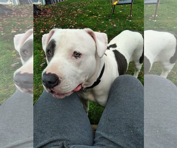 Medium Photo #1 American Pit Bull Terrier-Unknown Mix Puppy For Sale in Gettysburg, PA, USA