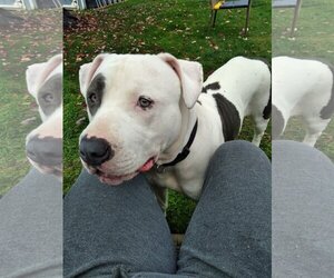 American Pit Bull Terrier-Unknown Mix Dogs for adoption in Gettysburg, PA, USA