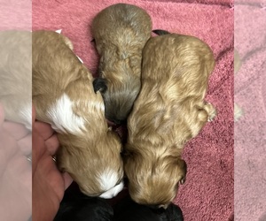 Shih-Poo Puppy for sale in GLOUCESTER, VA, USA