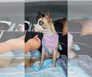 Eli - Female Boxer-Unknown Mix Dog for Adoption - Photo #4