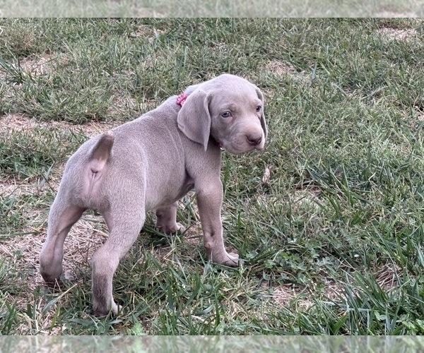 Medium Photo #6 Weimaraner Puppy For Sale in WILLOWS, CA, USA