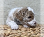 Small Photo #51 Double Doodle Puppy For Sale in PIERSON, FL, USA