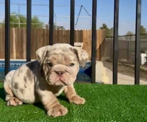 Medium Photo #5 English Bulldog Puppy For Sale in TAMPA, FL, USA