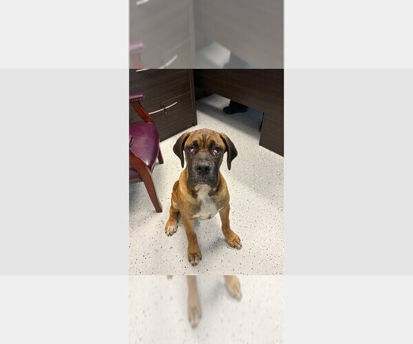 Medium Photo #3 Boxer Puppy For Sale in Austin, TX, USA