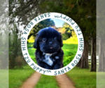 Small Photo #10 Shih Tzu Puppy For Sale in DISPUTANTA, VA, USA