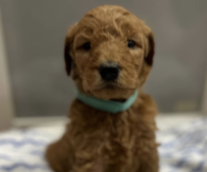 Goldendoodle Puppy for Sale in OCEAN CITY, New Jersey USA