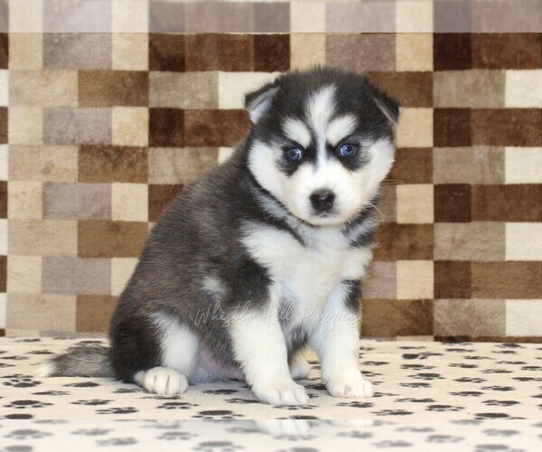 Medium Photo #1 Pomsky Puppy For Sale in DENVER, PA, USA