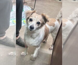 Papillon-Unknown Mix Dogs for adoption in Oakhurst, NJ, USA