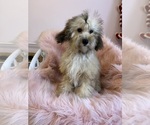 Small Photo #2 Cavapoo Puppy For Sale in SYLMAR, CA, USA