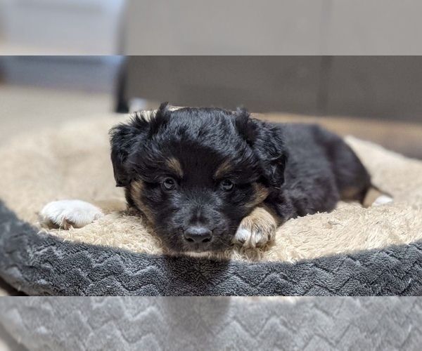 Medium Photo #1 Border-Aussie Puppy For Sale in SALEM, OR, USA