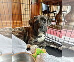 Small #1 Mastiff Mix