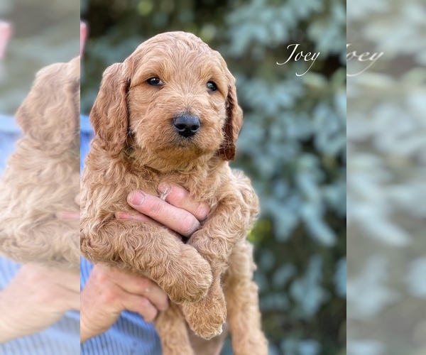 Medium Photo #10 Goldendoodle-Poodle (Standard) Mix Puppy For Sale in WEST ALEXANDRIA, OH, USA