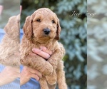 Small Photo #10 Goldendoodle-Poodle (Standard) Mix Puppy For Sale in WEST ALEXANDRIA, OH, USA