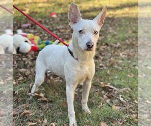 SUGAR LOWER FEE! - Female Mutt Dog for Adoption - Photo #2